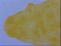 Minibiotus aculeatus image