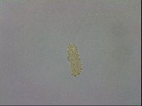 Minibiotus aculeatus image