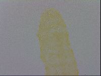 Minibiotus aculeatus image