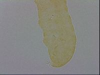 Minibiotus aculeatus image