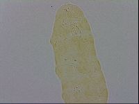 Minibiotus aculeatus image