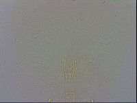 Minibiotus aculeatus image