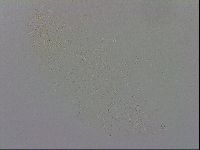 Minibiotus aculeatus image