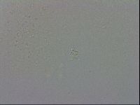 Minibiotus aculeatus image