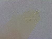 Minibiotus aculeatus image