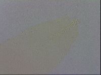 Minibiotus aculeatus image