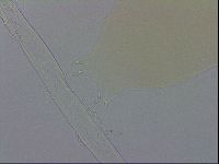 Minibiotus aculeatus image