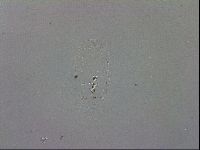 Minibiotus aculeatus image