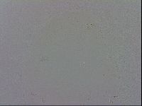 Minibiotus aculeatus image