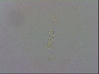 Minibiotus aculeatus image