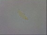 Minibiotus aculeatus image