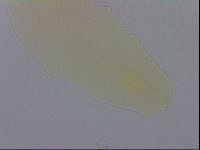 Minibiotus aculeatus image