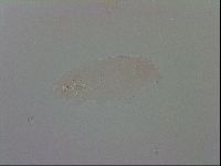 Minibiotus aculeatus image
