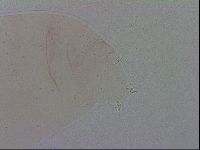 Minibiotus aculeatus image
