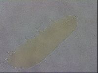 Minibiotus aculeatus image
