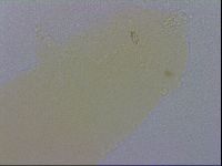 Minibiotus aculeatus image