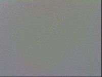 Minibiotus aculeatus image