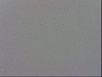 Minibiotus aculeatus image