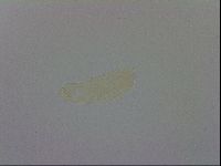 Minibiotus aculeatus image