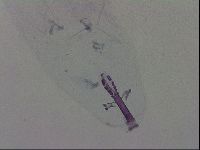 Minibiotus aculeatus image