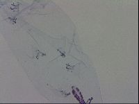 Minibiotus aculeatus image