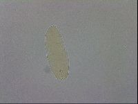 Minibiotus aculeatus image
