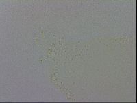 Minibiotus aculeatus image