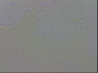 Minibiotus aculeatus image