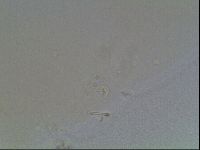 Paramacrobiotus areolatus image