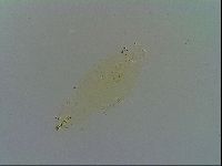 Paramacrobiotus areolatus image