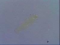 Paramacrobiotus areolatus image