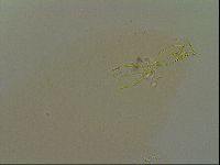 Paramacrobiotus areolatus image