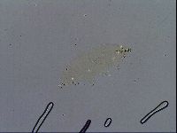 Paramacrobiotus areolatus image