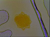 Paramacrobiotus areolatus image