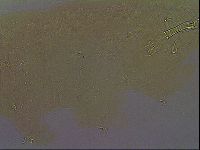Paramacrobiotus areolatus image