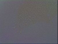 Paramacrobiotus areolatus image