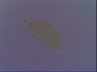 Paramacrobiotus areolatus image