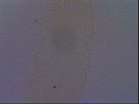 Paramacrobiotus areolatus image