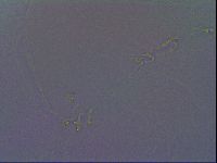 Paramacrobiotus areolatus image
