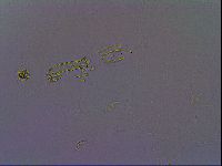 Paramacrobiotus areolatus image