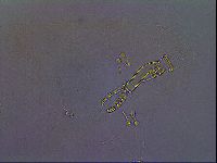 Paramacrobiotus areolatus image