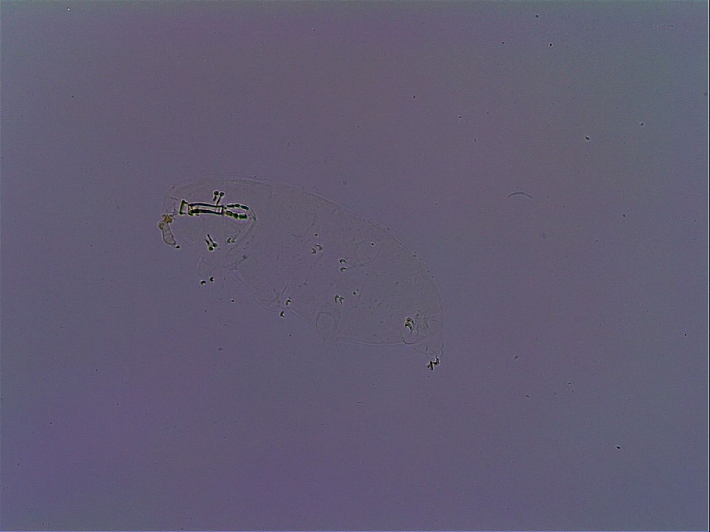 Paramacrobiotus areolatus image