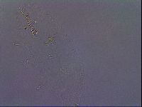 Paramacrobiotus areolatus image
