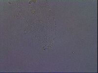 Paramacrobiotus areolatus image