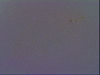 Paramacrobiotus areolatus image