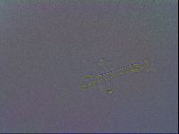 Paramacrobiotus areolatus image