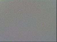 Paramacrobiotus areolatus image