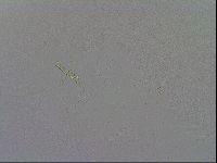 Paramacrobiotus areolatus image