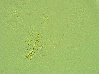 Paramacrobiotus areolatus image