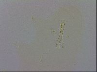 Paramacrobiotus areolatus image